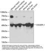 OSGEPL1 Antibody