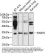 RAB35 Antibody