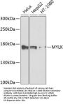 MYLK Antibody