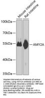AMY2A Antibody