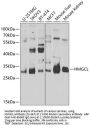 HMGCL Antibody