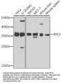 RFC5 Antibody