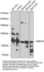 MED24 Antibody