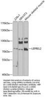 LEPREL2 Antibody