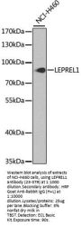 LEPREL1 Antibody
