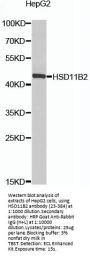 HSD11B2 Antibody