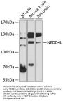 NEDD4L Antibody