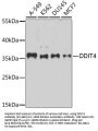 DDIT4 Antibody, KO Validated