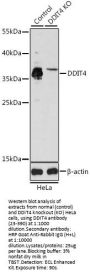 DDIT4 Antibody, KO Validated