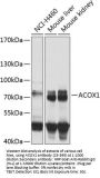 ACOX1 Antibody