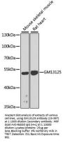 Gm13125 Antibody