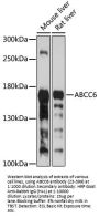 ABCC6 Antibody