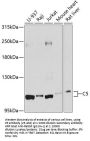 C5 Antibody