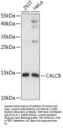 CALCB Antibody