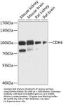 CDH6 Antibody