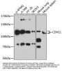 CDH11 Antibody