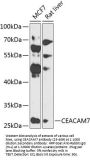 CEACAM7 Antibody