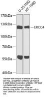 ERCC4 Antibody