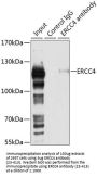 ERCC4 Antibody
