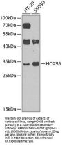 HOXB5 Antibody