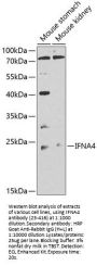 IFNA4 Antibody