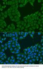 MAGEA6 Antibody
