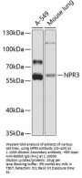 NPR3 Antibody