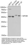 NPY4R Antibody