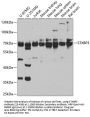 STXBP3 Antibody