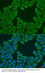 STXBP3 Antibody