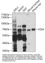 FZD4 Antibody