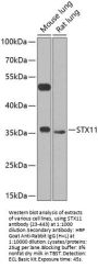STX11 Antibody