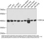 P2RY14 Antibody