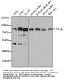 TTLL12 Antibody