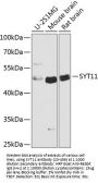 SYT11 Antibody