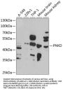 PNKD Antibody