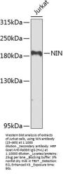 NIN Antibody
