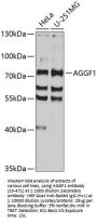 AGGF1 Antibody