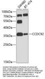 CCDC92 Antibody