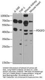 PDGFD Antibody