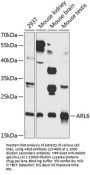 ARL6 Antibody