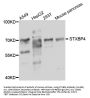 STXBP4 Antibody