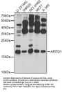 APITD1 Antibody