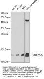 COX7A2L Antibody