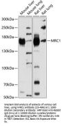 MRC1 Antibody