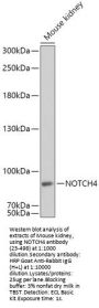 NOTCH4 Antibody