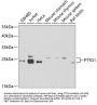 PTTG1 Antibody