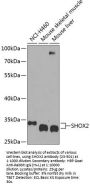 SHOX2 Antibody