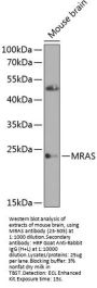 MRAS Antibody