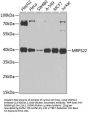 MRPS22 Antibody